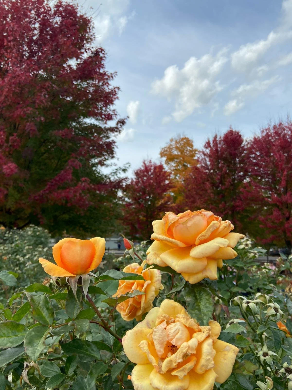 PHOTO-2020-10-19-11-03-07.jpg
