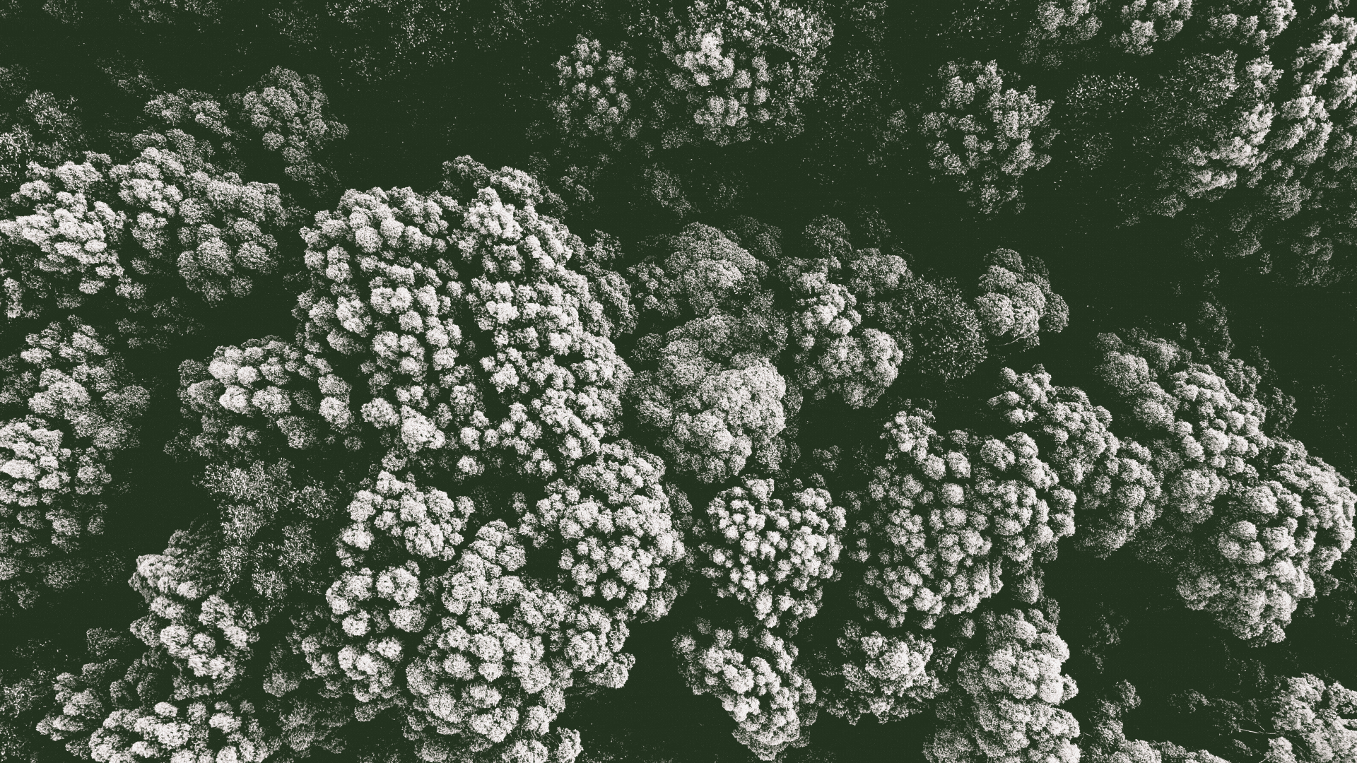 Aerial view of densely clustered trees with white foliage against a dark green background.