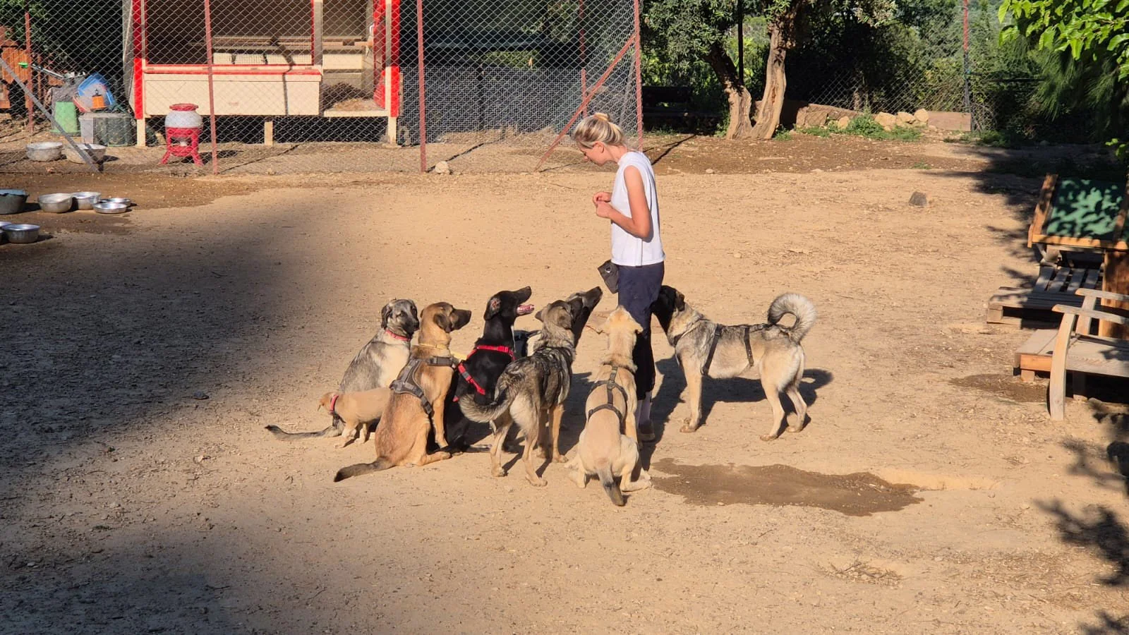 Eine Frau trainiert Hunde in einem offenen Hundeplatz, die Hunde sitzen und stehen aufmerksam auf sie.