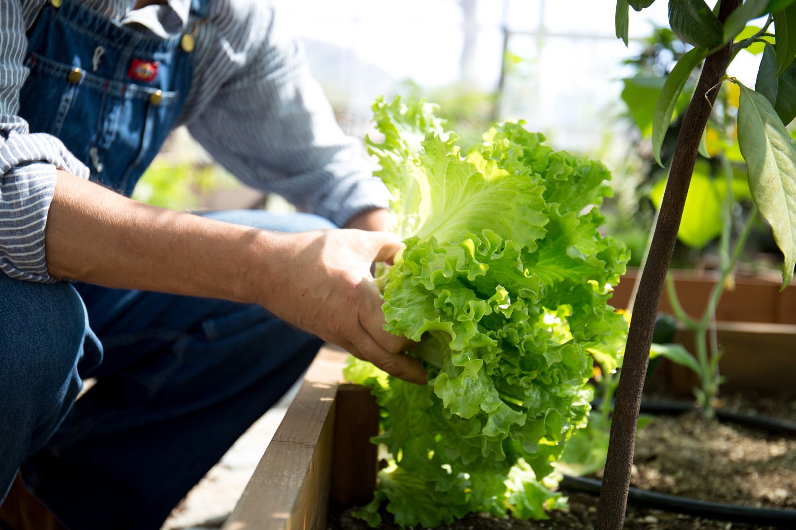 Person pflanzt grünen Salat in einen Gartenbeet.