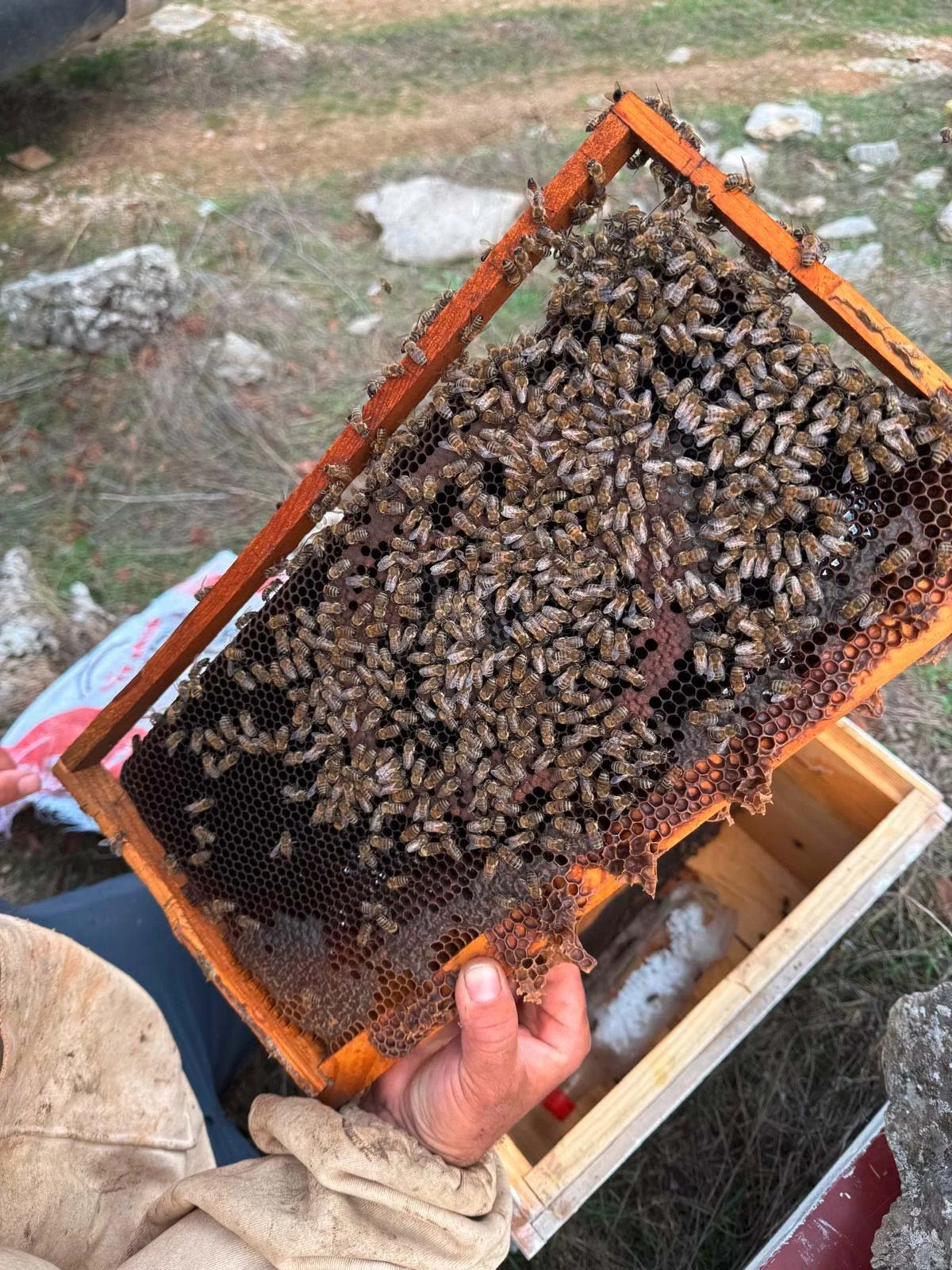 Ein Imker hält einen Rahmen mit Bienenwaben und arbeitenden Bienen in der Hand, während er an einem Bienenstock steht.