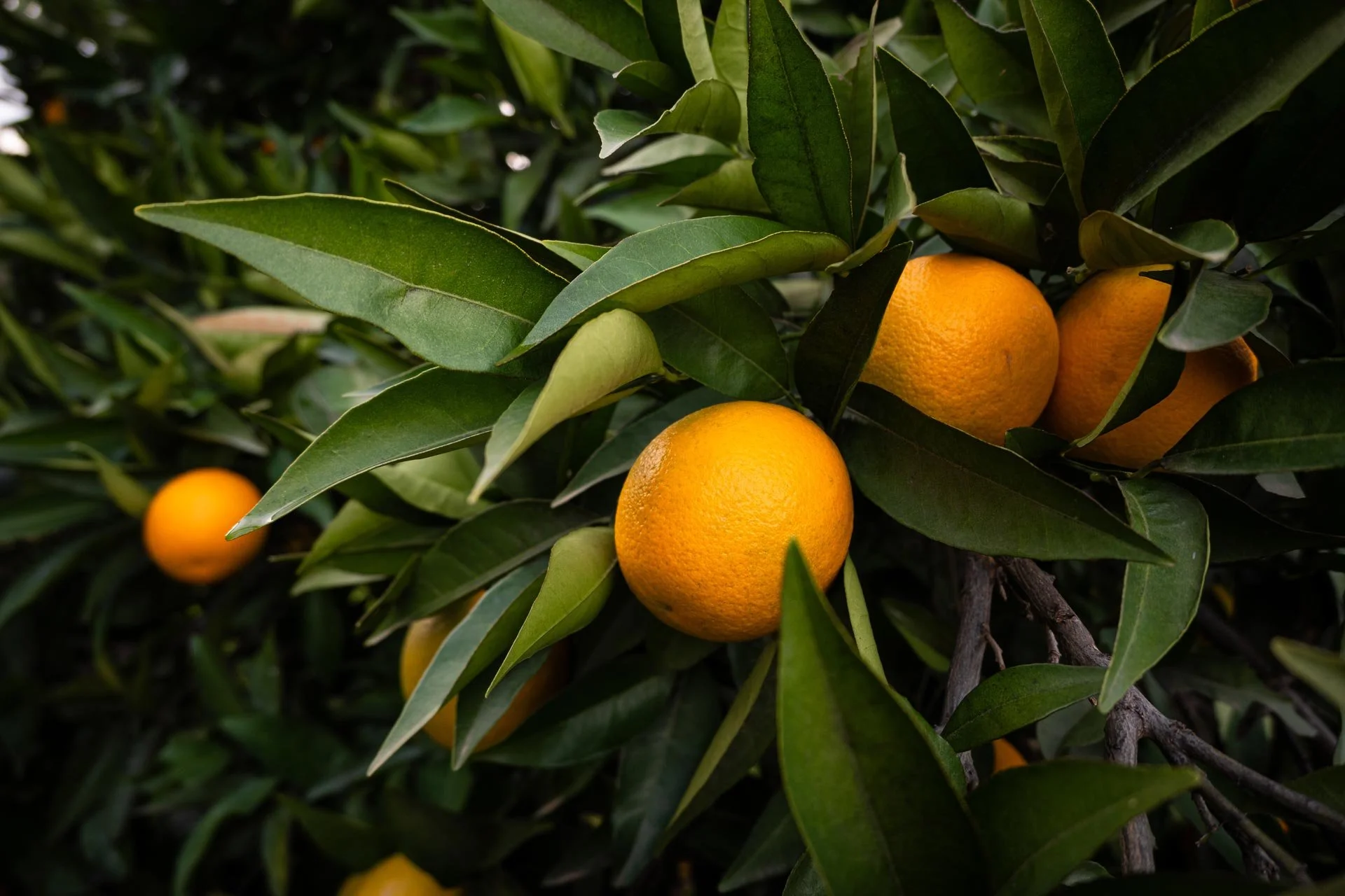 Orangen hängen an einem Baum, umgeben von grünen Blättern.