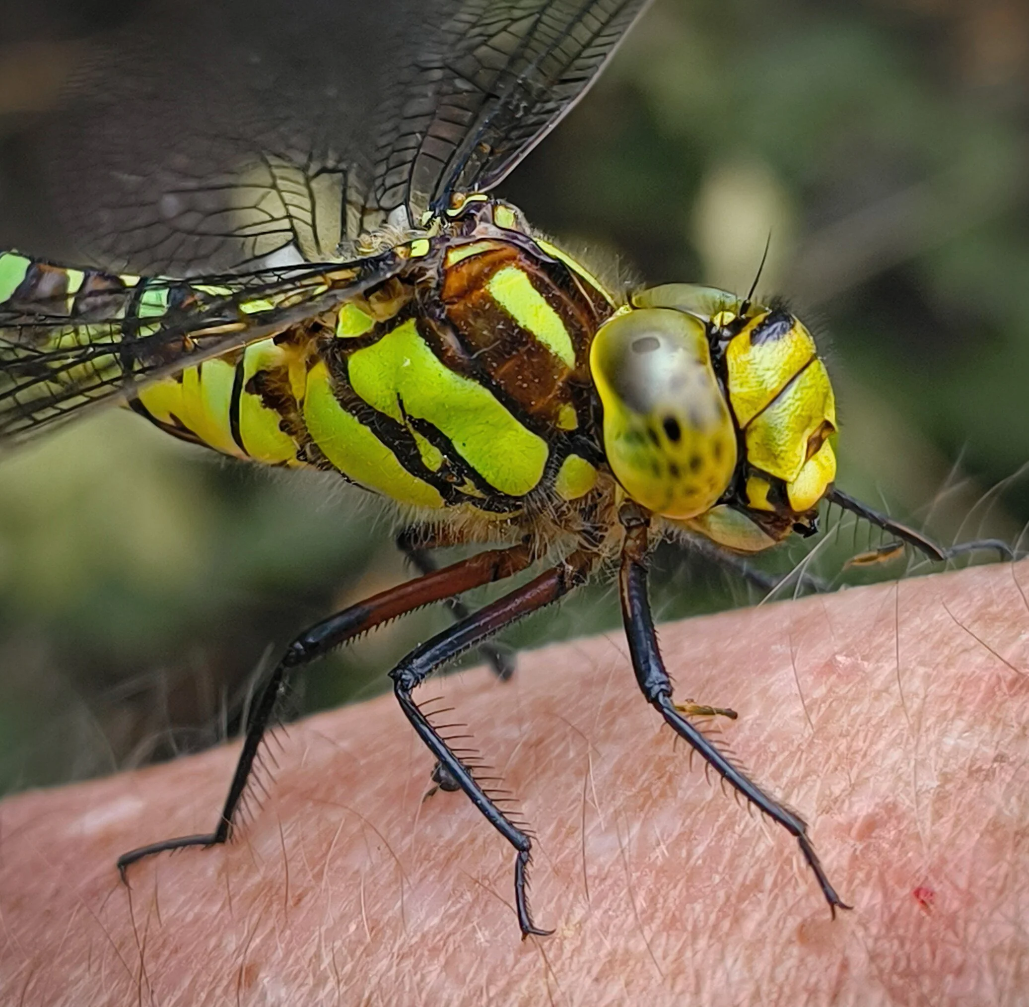 Animals & Insects