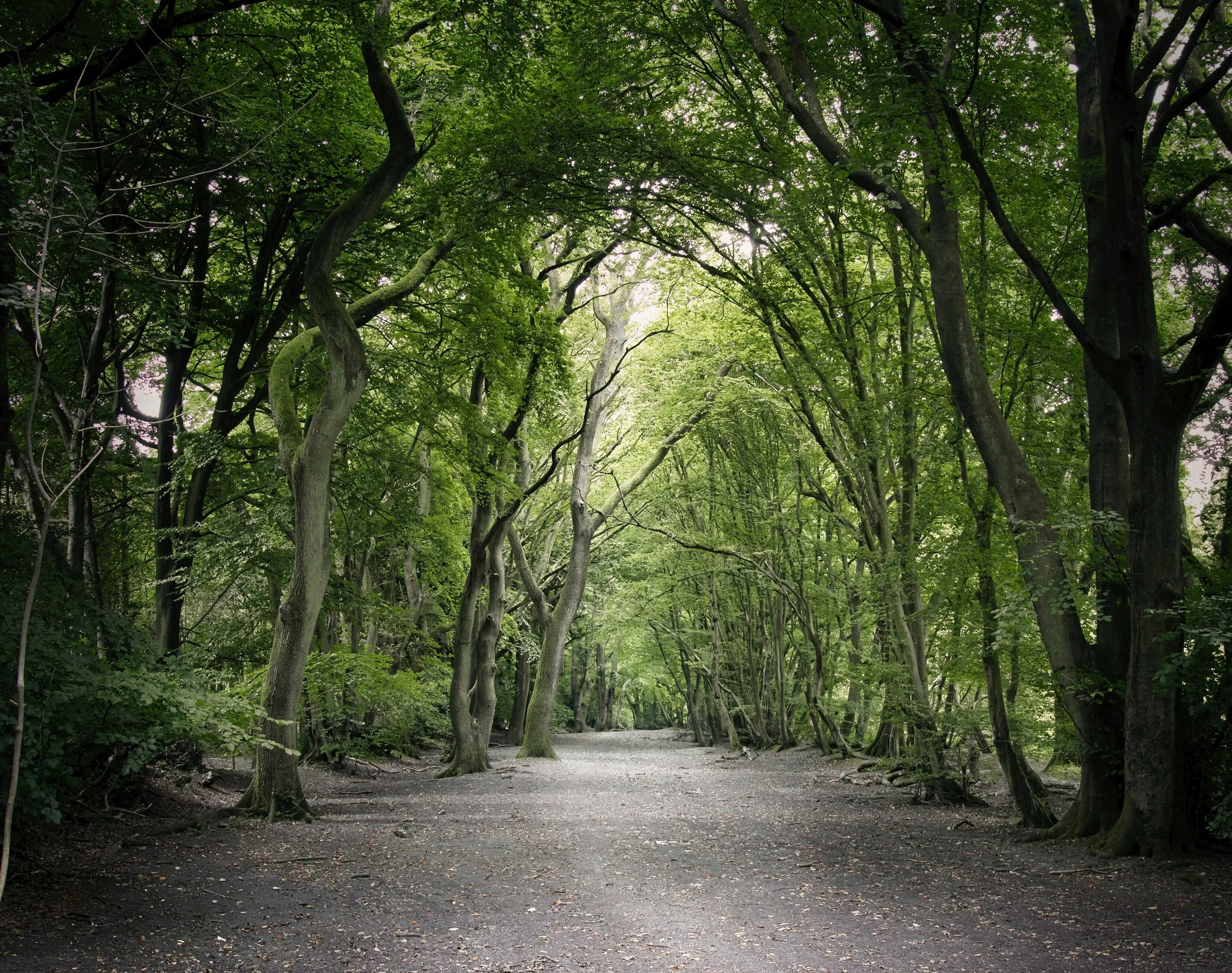 Forests & Woodland