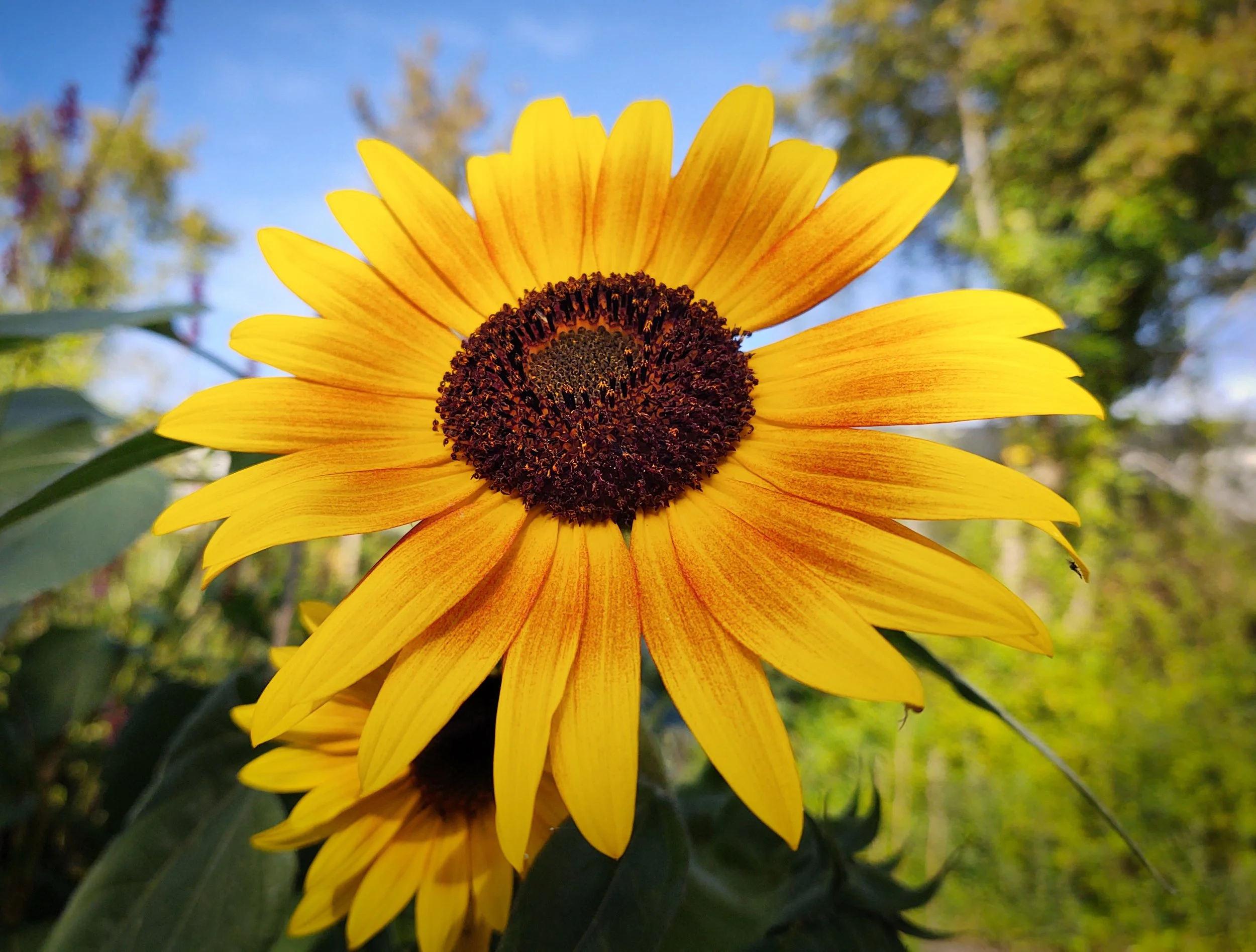 Flowers