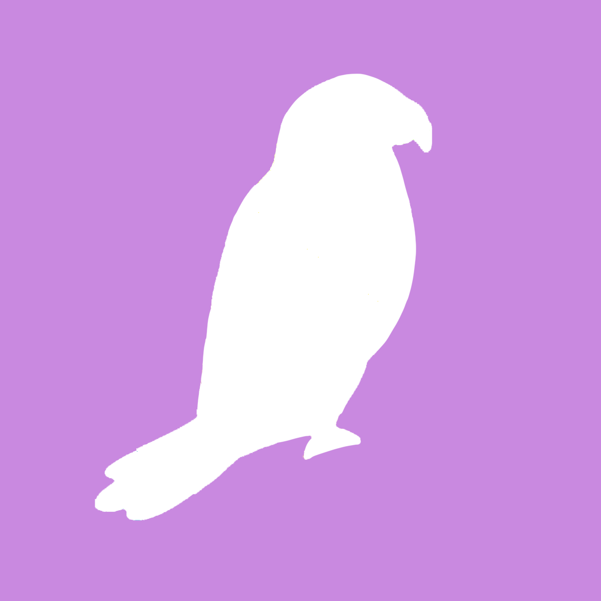 Lorikeet Weddings