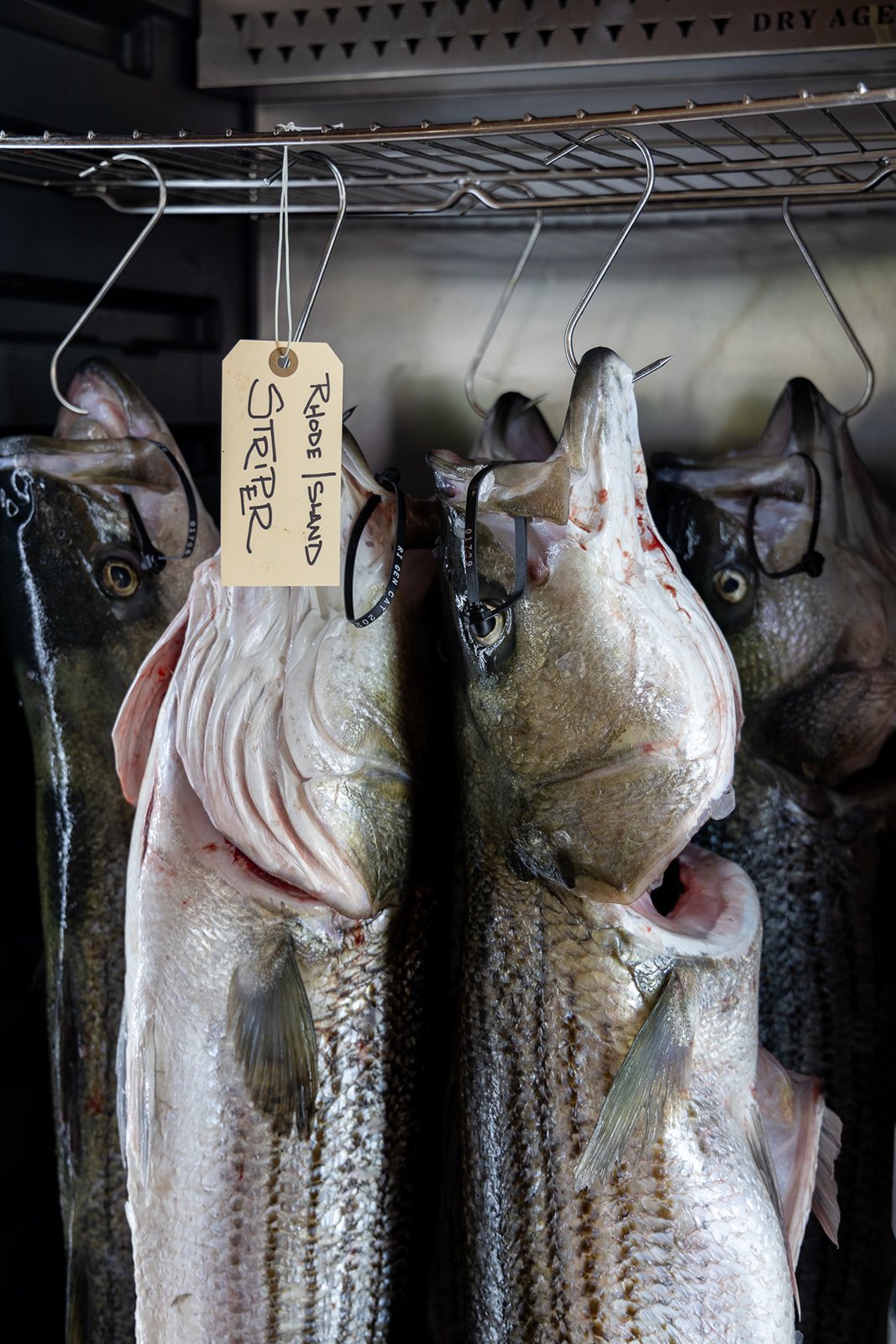 RI Striper-09.jpg