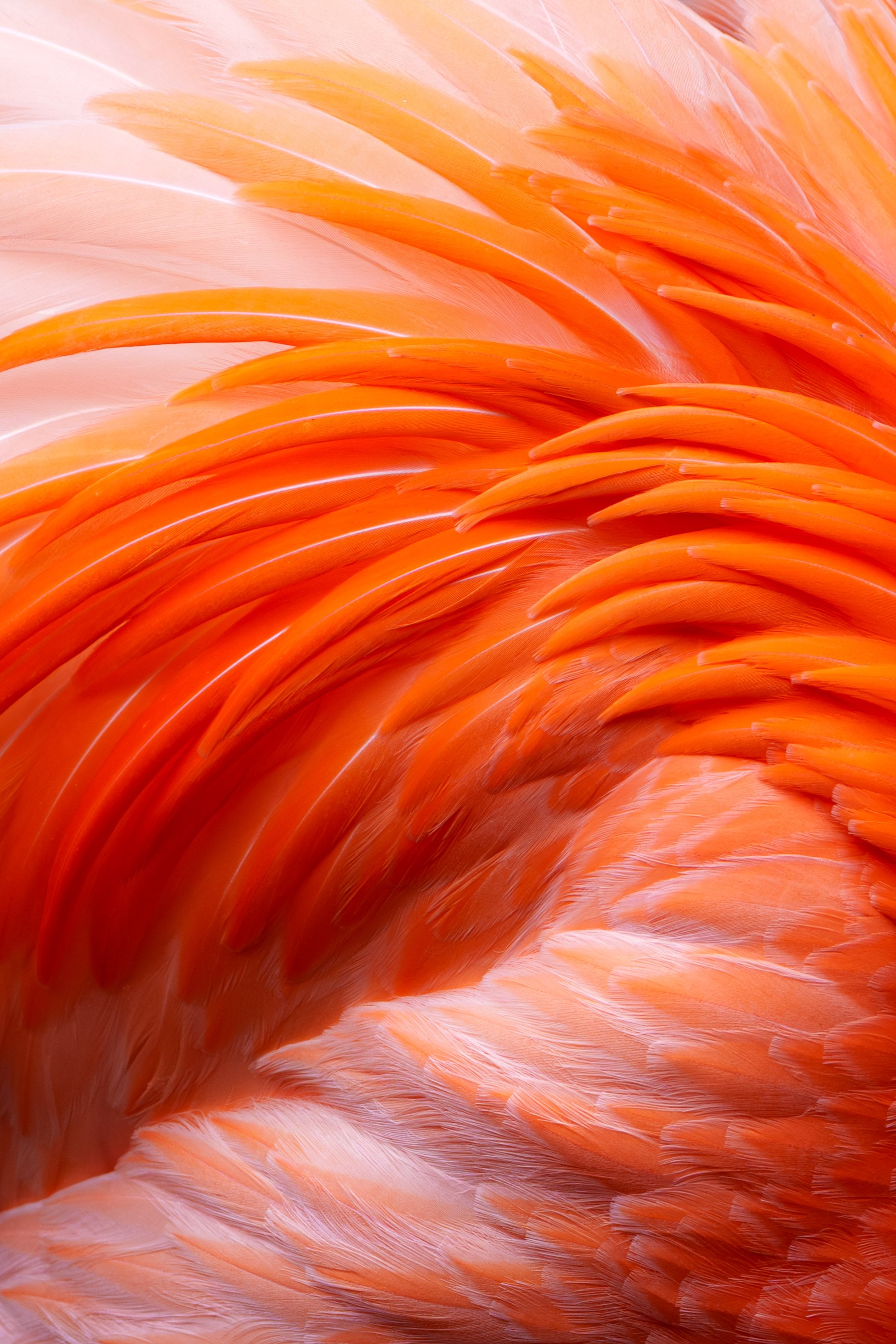 Untamed Color