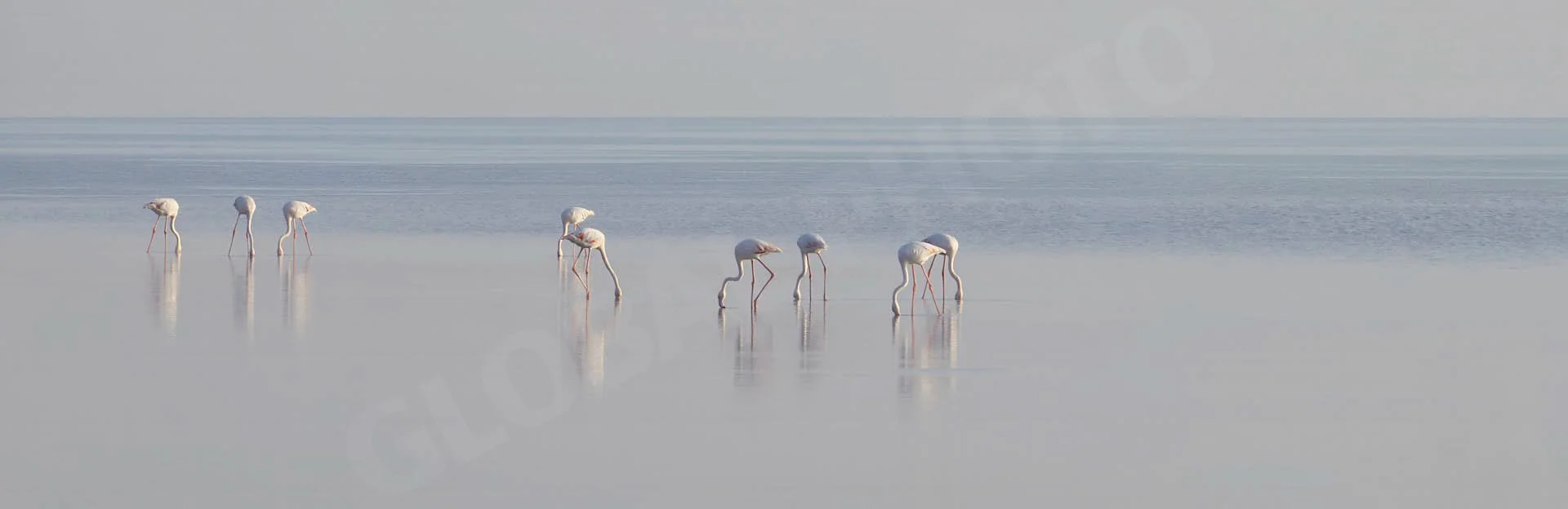 GPI_Flamingos.jpg