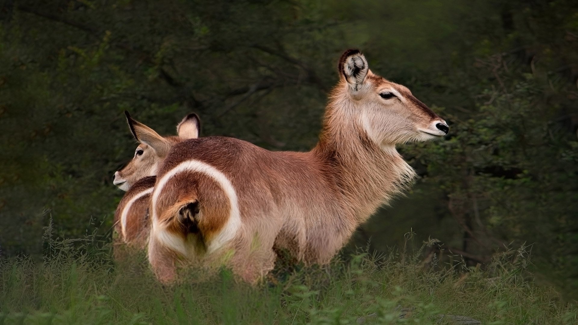 Global-photo-waterbuck-and-fawn-hero.jpg