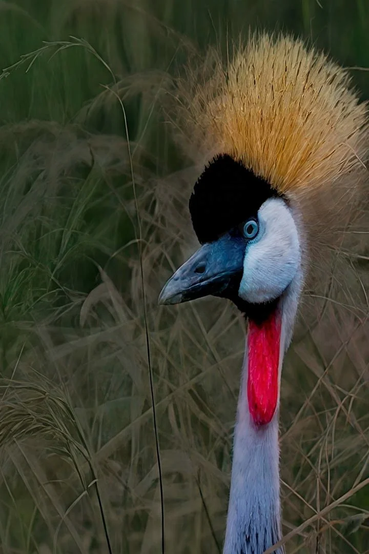 GPI_Grey-Crowned-Crane.jpg