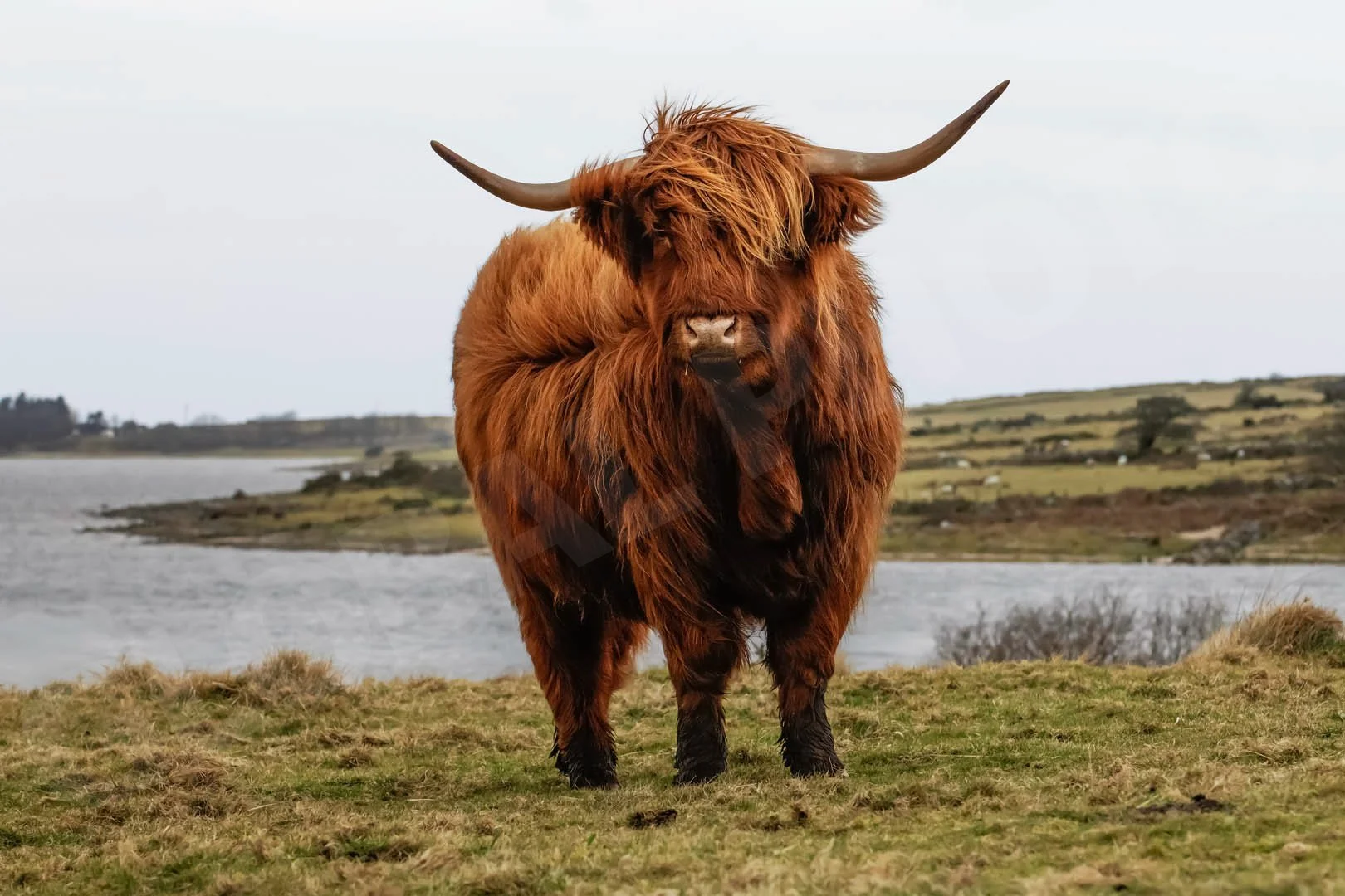 GPI-Handsome-Highlander.jpg