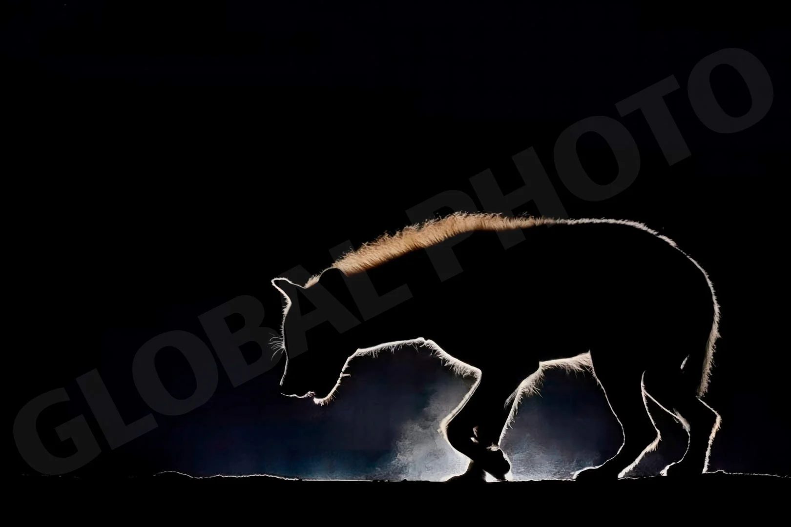 GPI_Hyena-at-Dawn.jpg