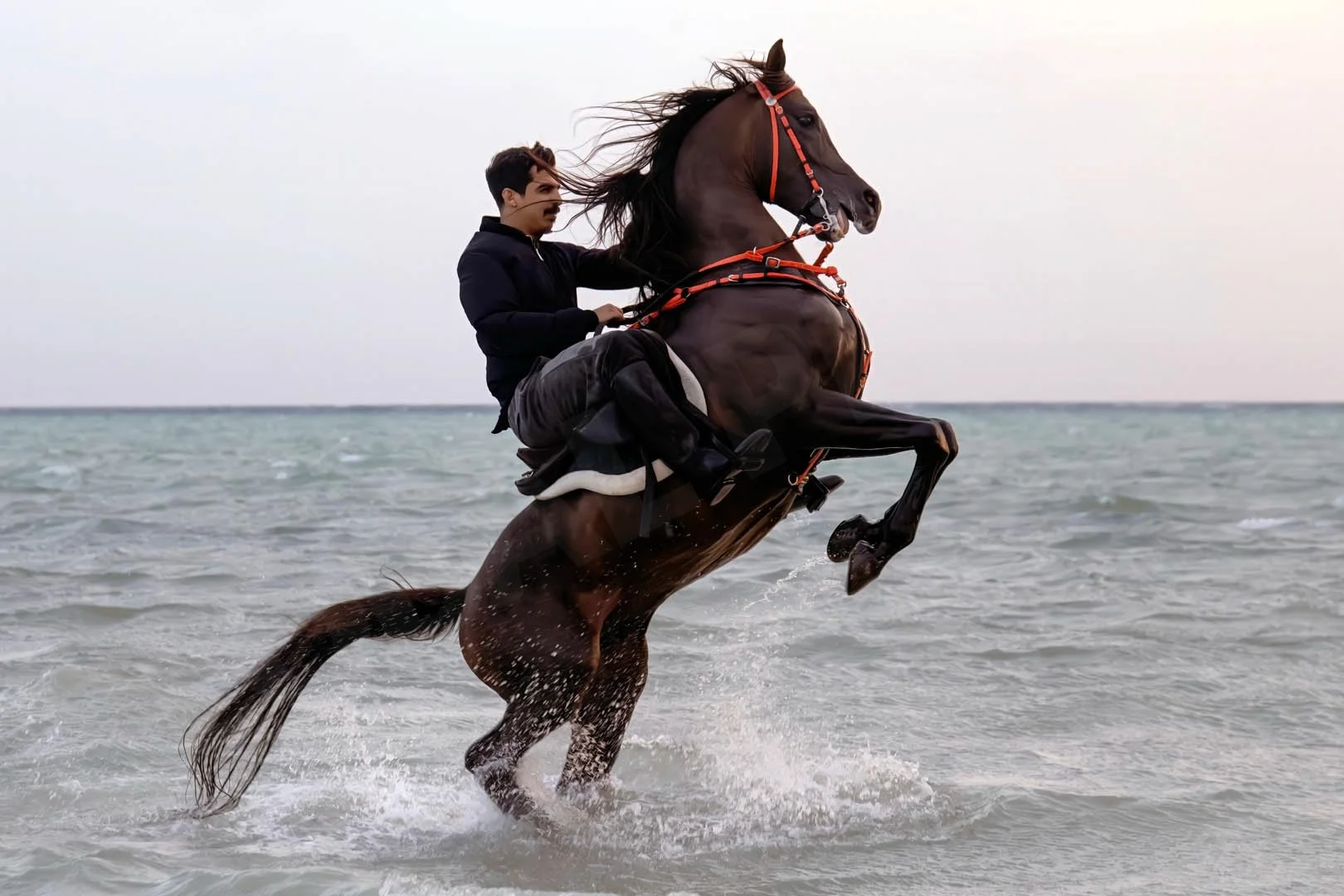 GPI_Majestic-Arabian.jpg