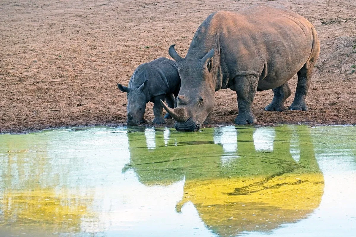 GPI-Rhino-Reflections.jpg