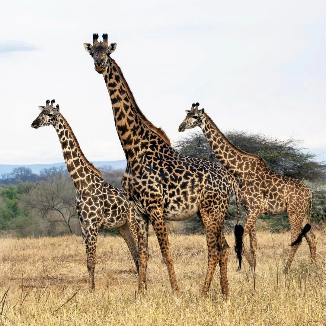 GPI_Journey-of-Masai-Giraffes.jpg