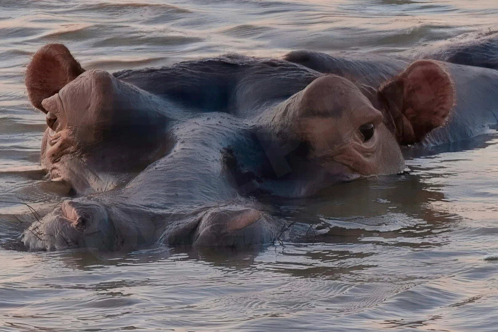 GPI_Emerging-Hippo.jpg