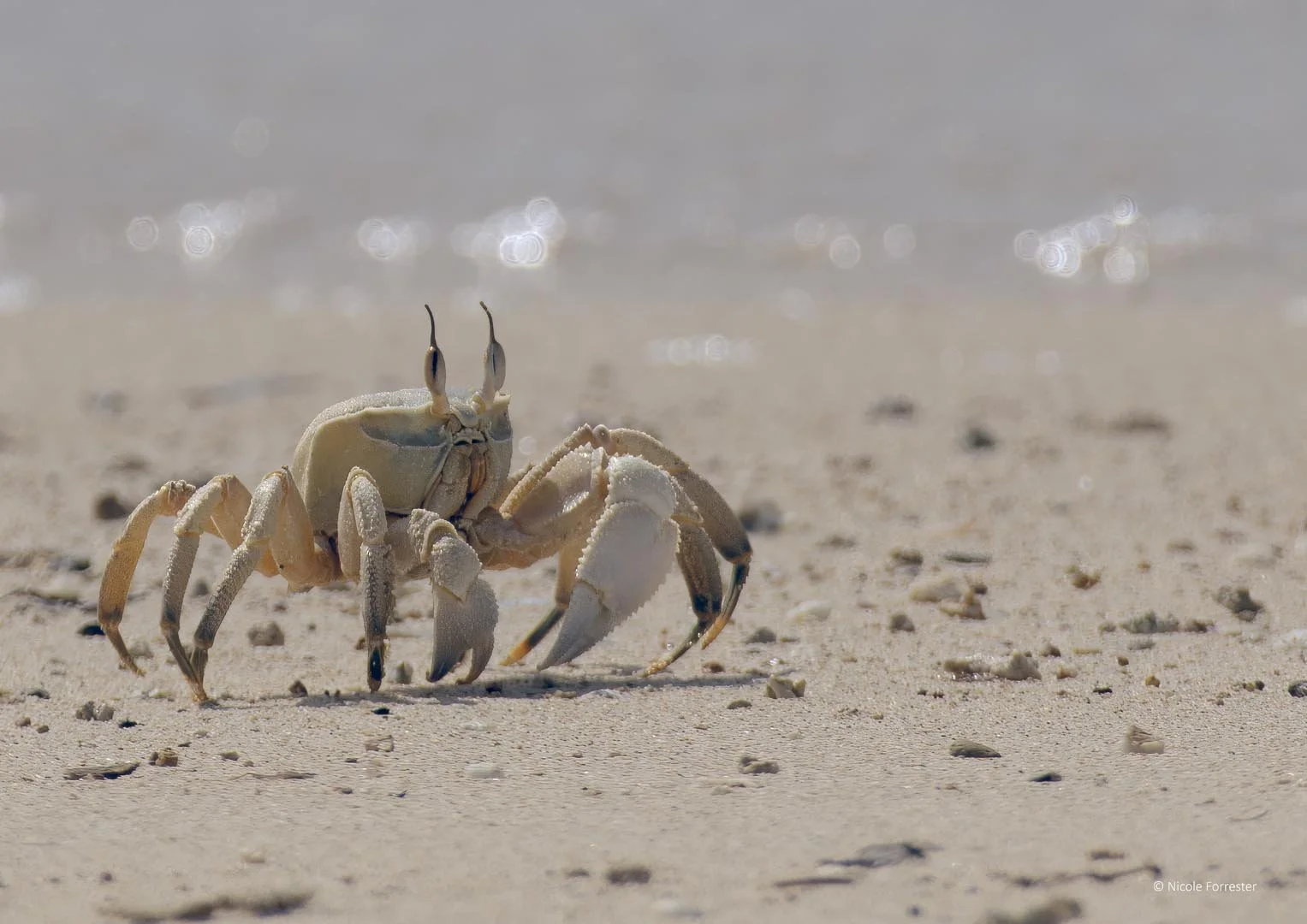 Global Photo International_Ghost Crab.jpg