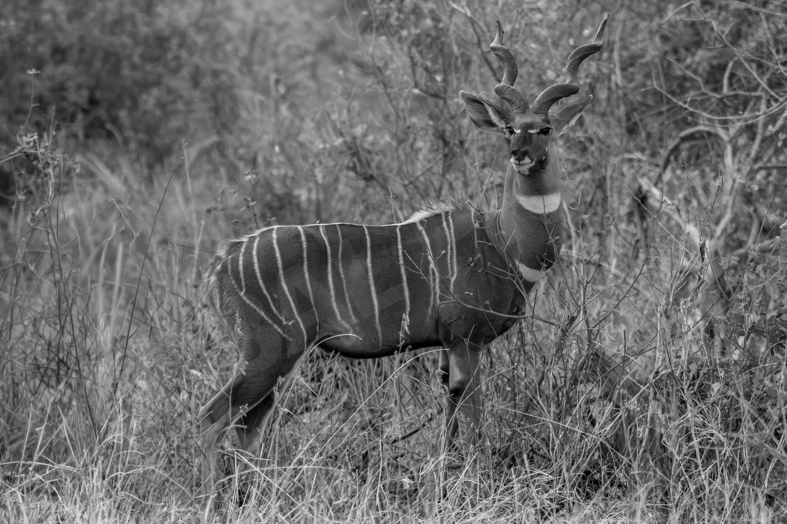 GPI_Lesser-Kudu-Bull.jpg