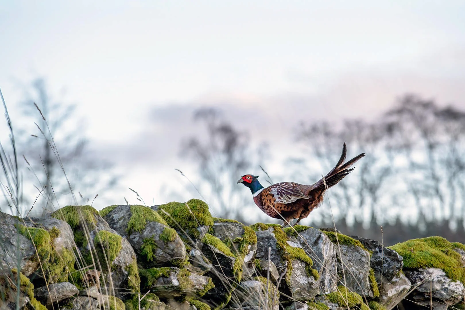 GPI_Wary-Pheasant.jpg