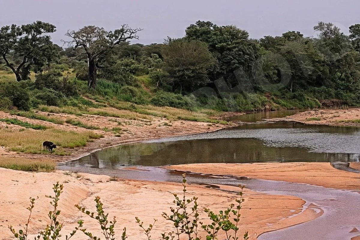 GPI_Lone-African-Buffalo.jpg