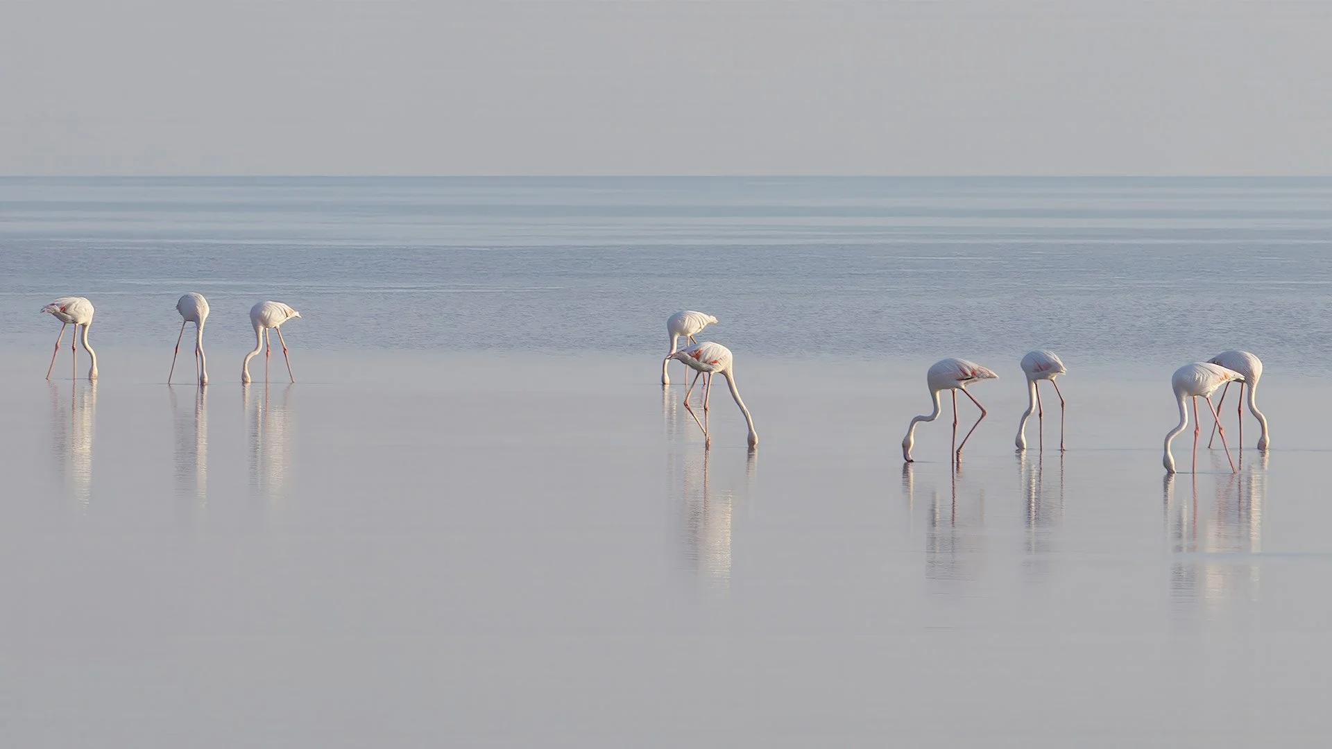 Global-photo-Flamingos-hero.jpg