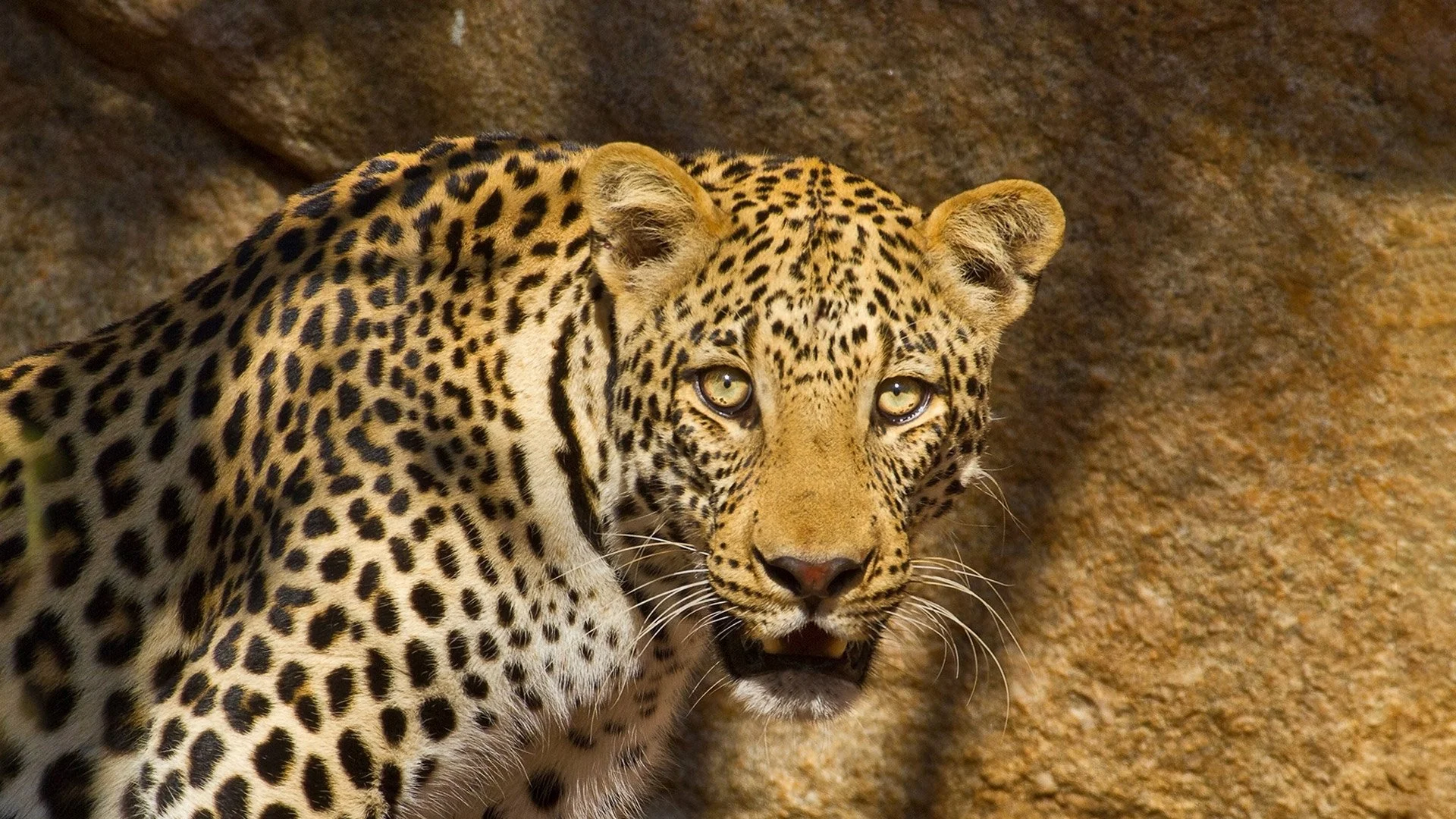 Global-photo-leopard-hero.jpg