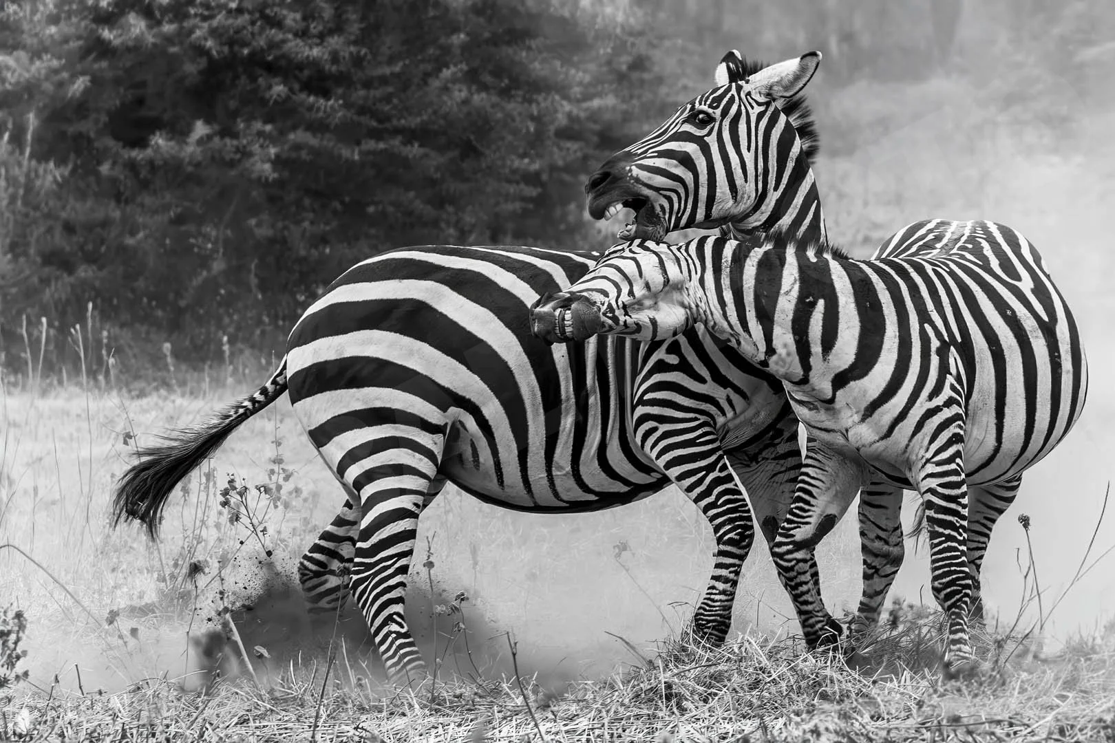GPI_Fighting-Zebras.jpg