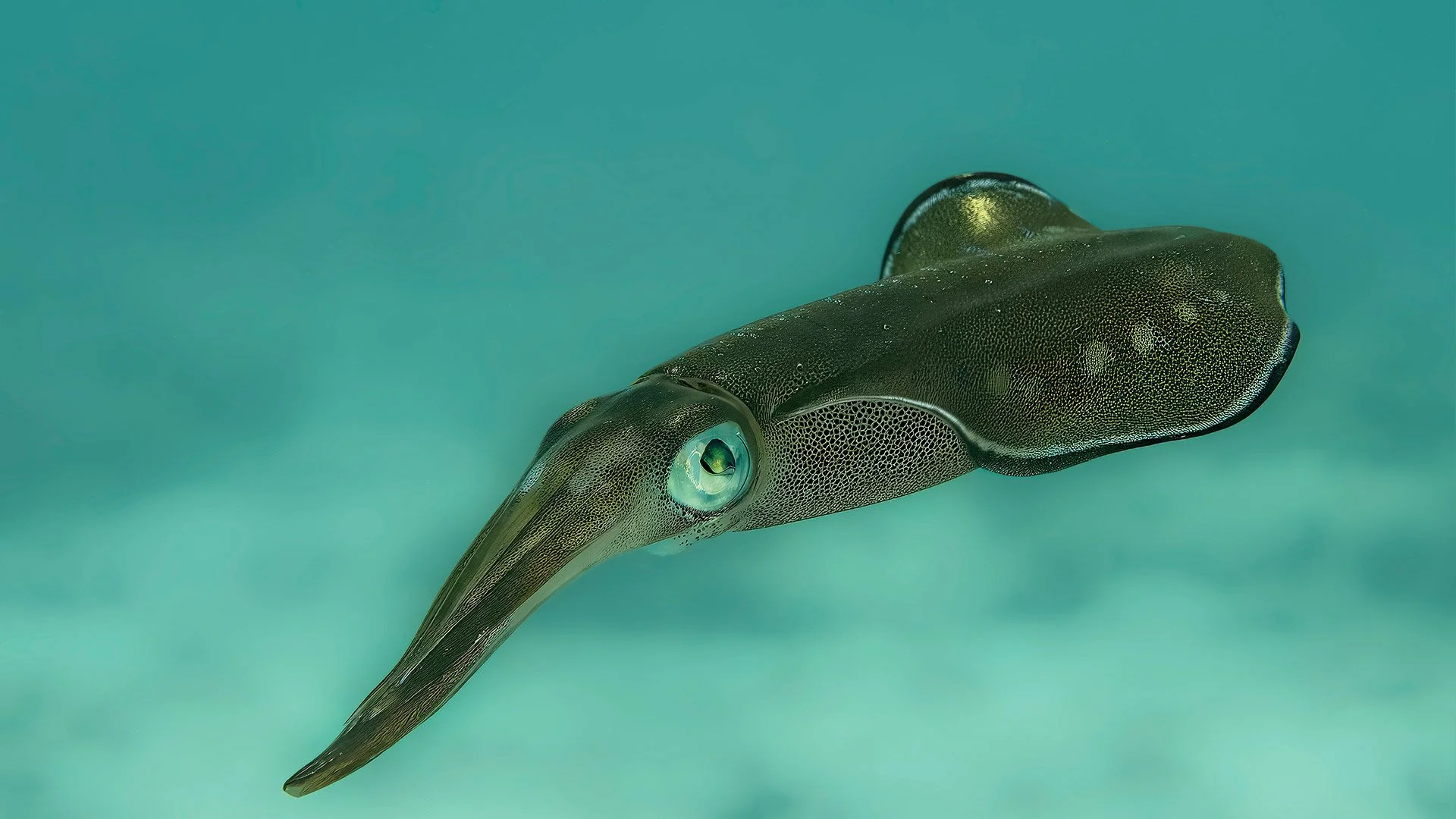 Global-photo-squid-hero.jpg