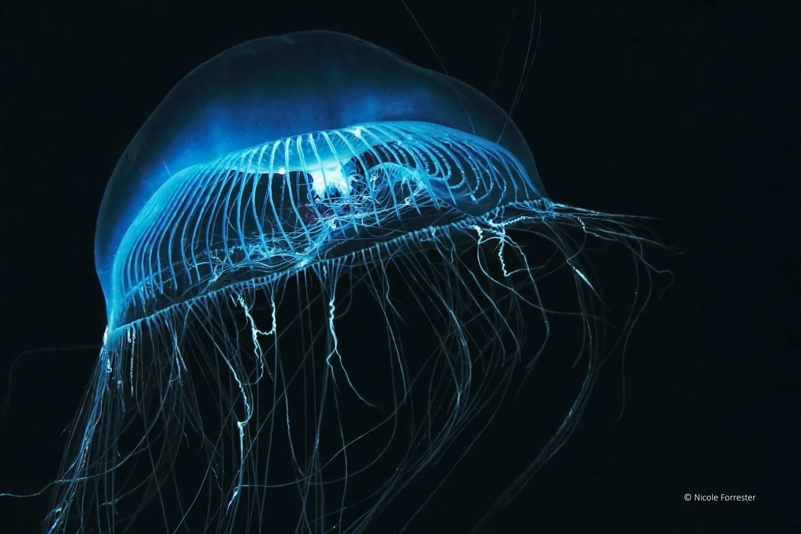 Global Photo International_Medusa.jpg