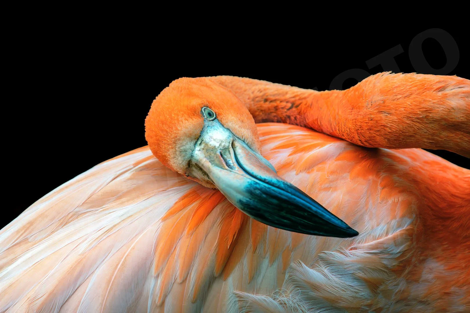 GPI-Flirting-Flamingo.jpg