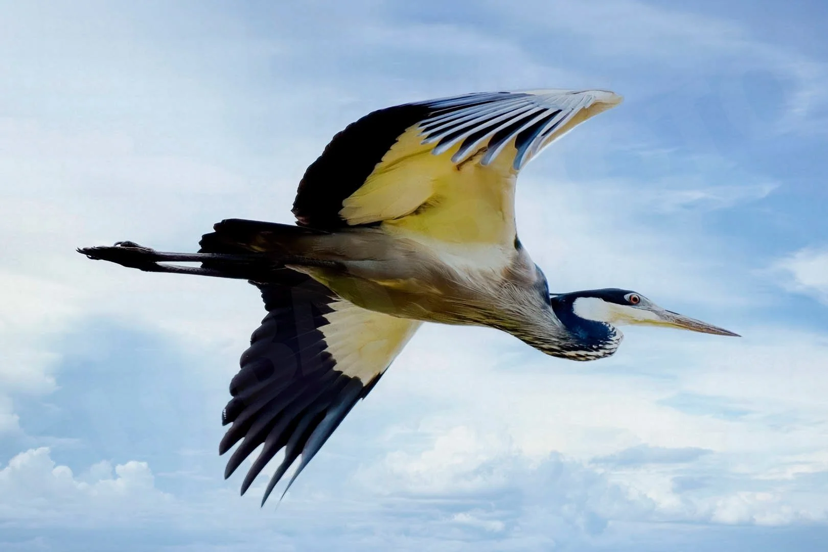 GPI-Black-Headed-Heron.jpg