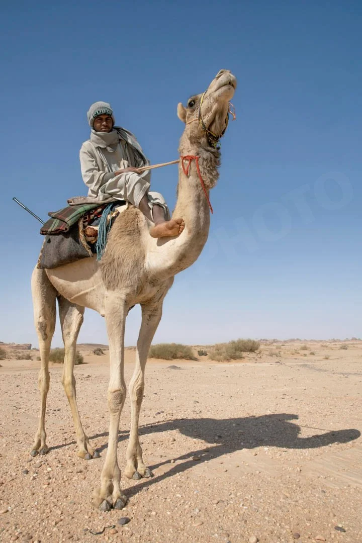 GPI-Camel-herder.jpg