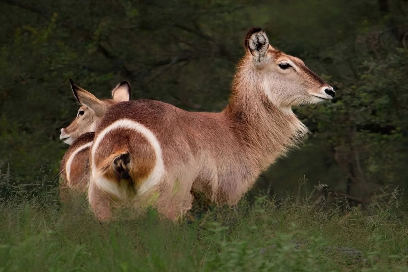 GPI-Waterbuck-and-Fawn.jpg