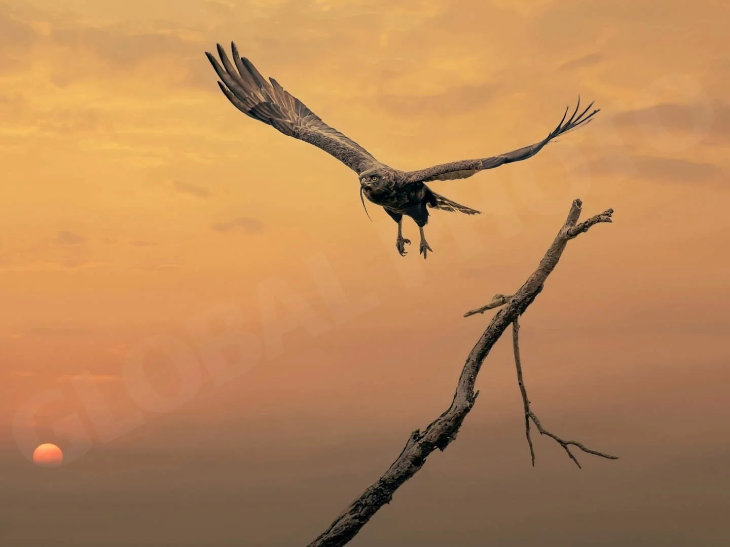 GPI_Snake-Eagle.jpg