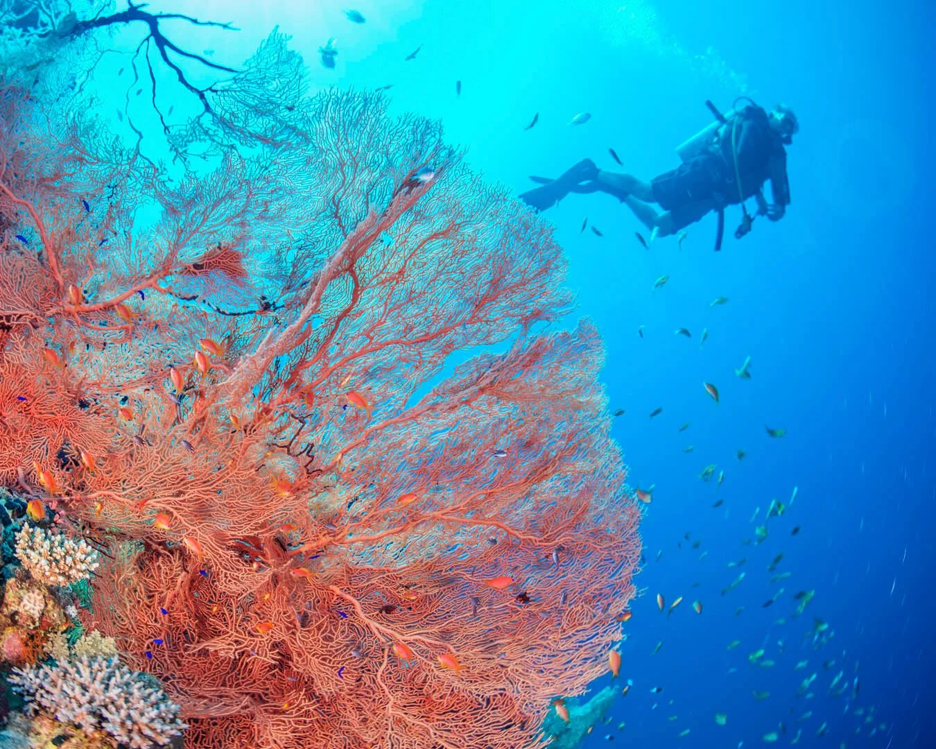 GPI_Giant-Fan-Coral.jpg