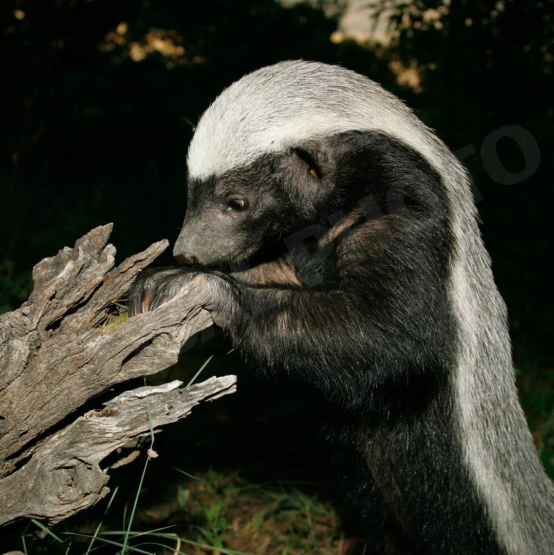 GPI_Honey-Badger.jpg