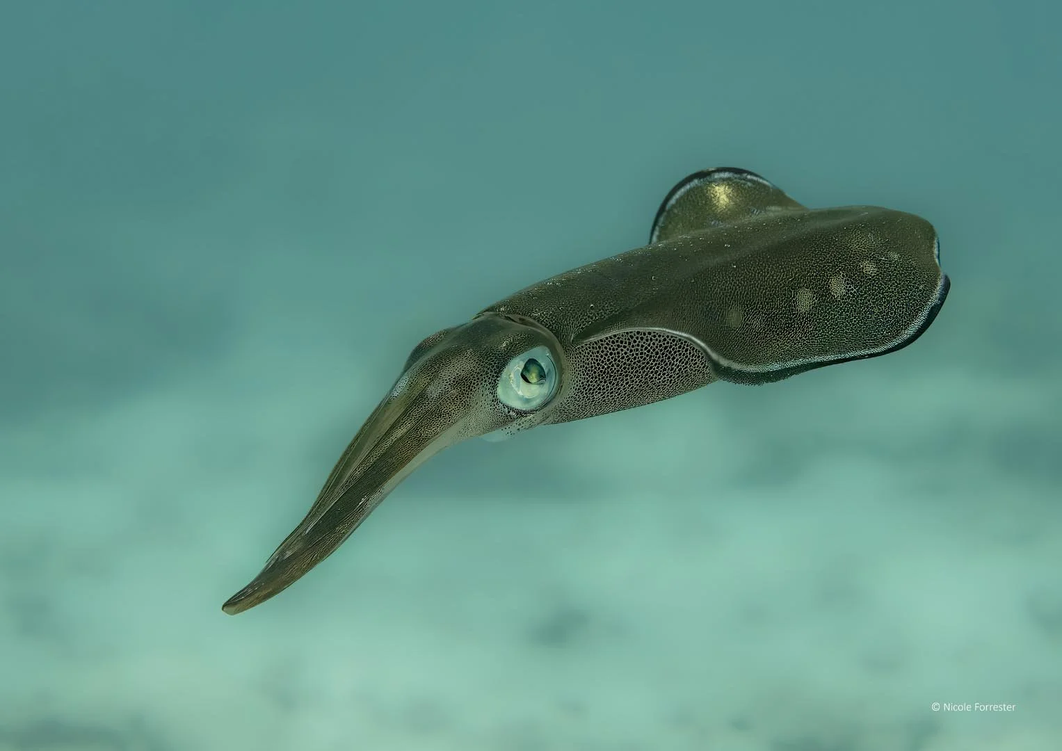 Global Photo International_Squid in the Shallows.jpg