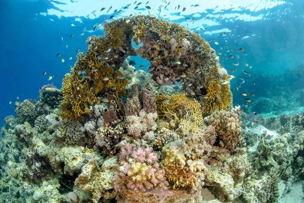 GPI-Coral-Arch.jpg