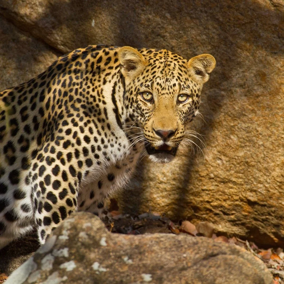 GPI_Leopard---Nero.jpg