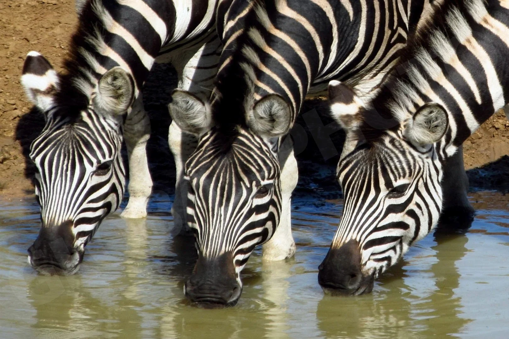 GPI_Zebras-at-the-Waterhole.jpg