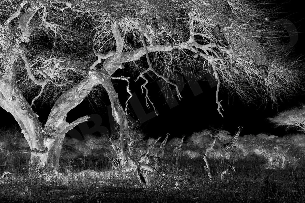 GPI_Old-Acacia.jpg