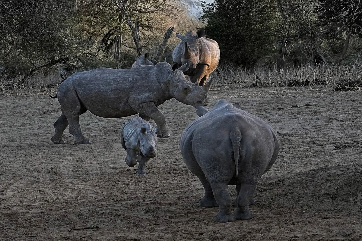 GPI_Rhino-Family-Confrontation.jpg