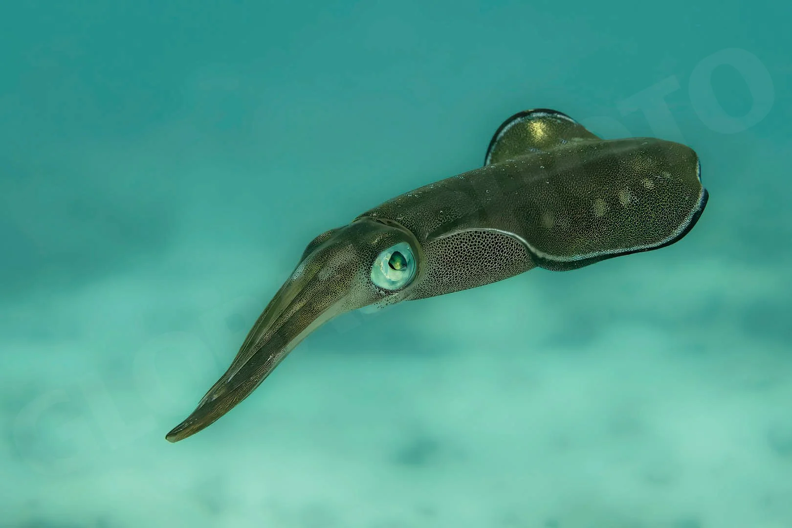 GPI_Squid-in-the-Shallows.jpg