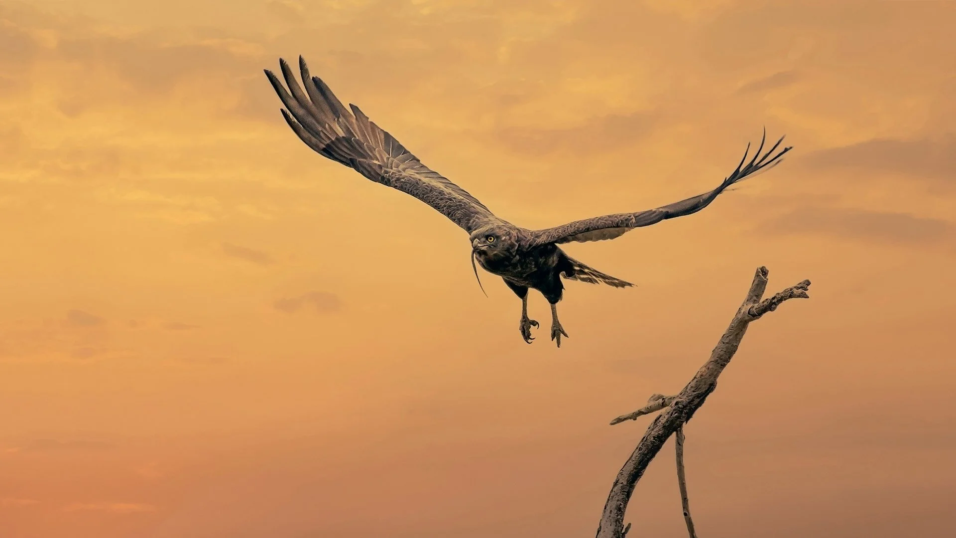 Global-photo-Snake-eagle-hero.jpg