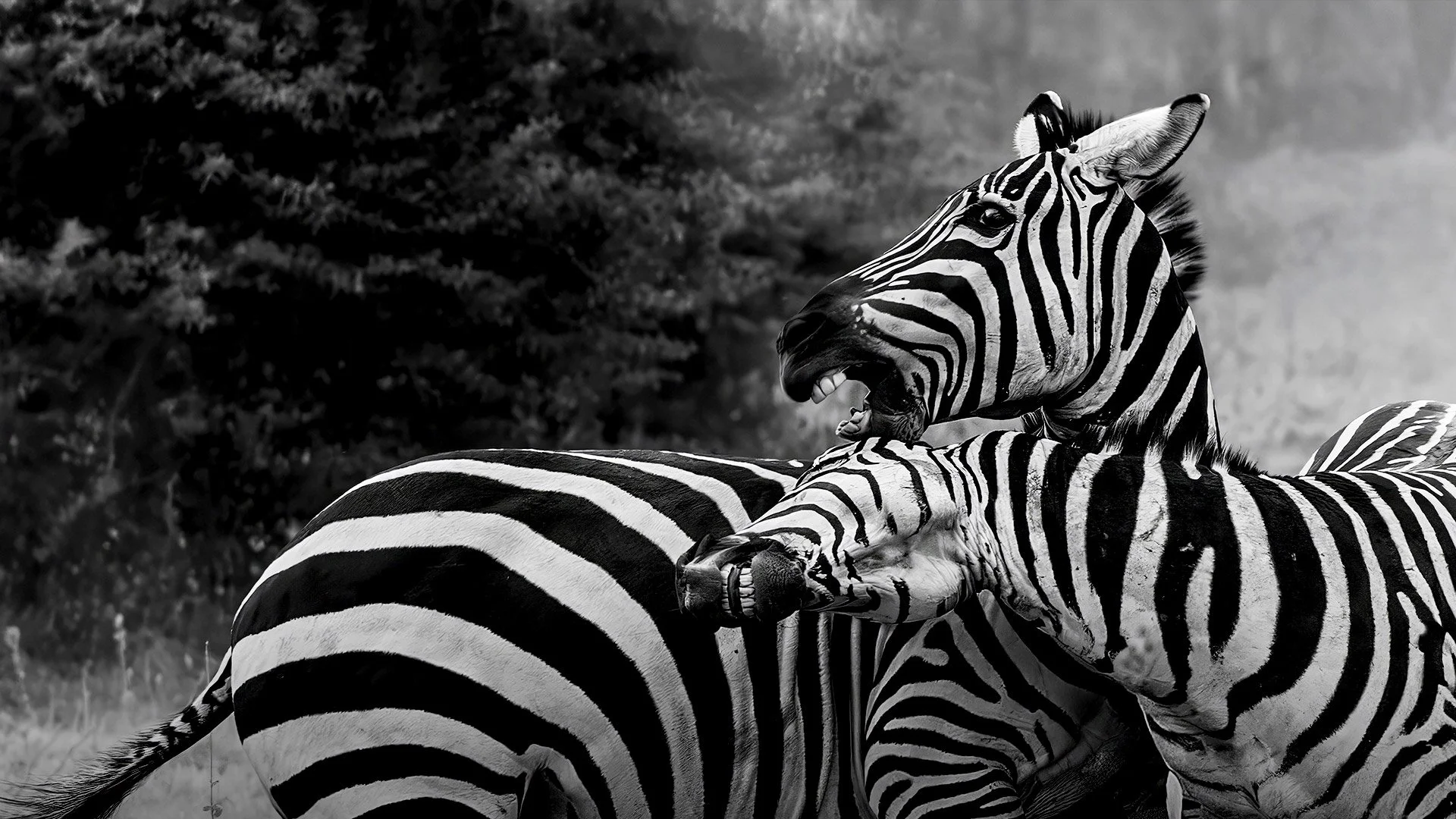 Global-photo-zebras-hero.jpg
