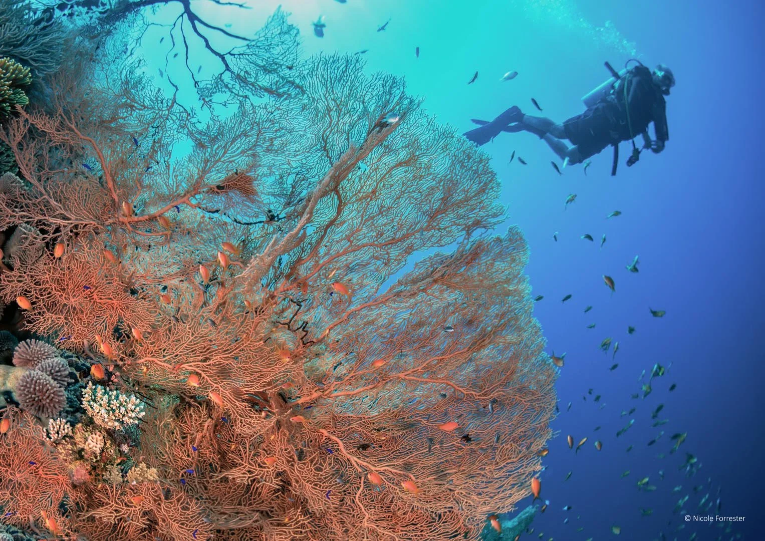 Global Photo International_Red Sea Corals.jpg