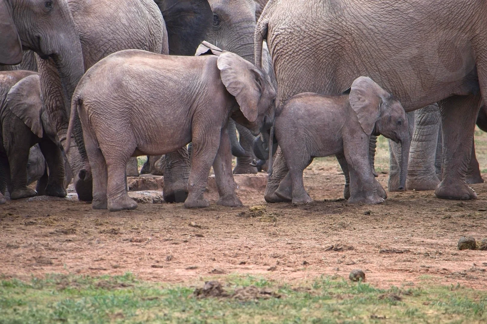 GPI-Elephant-Calves.jpg
