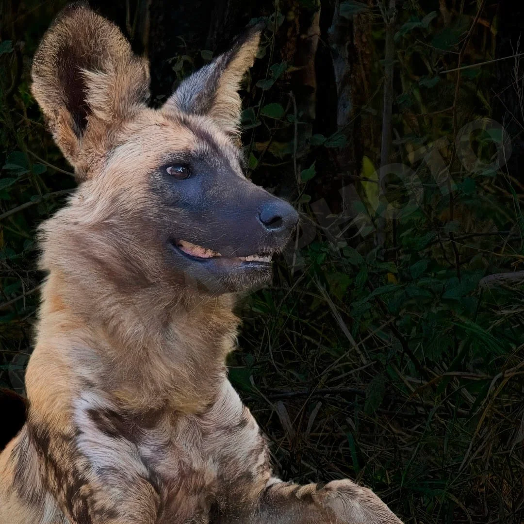 GPI_Wild-Dog.jpg