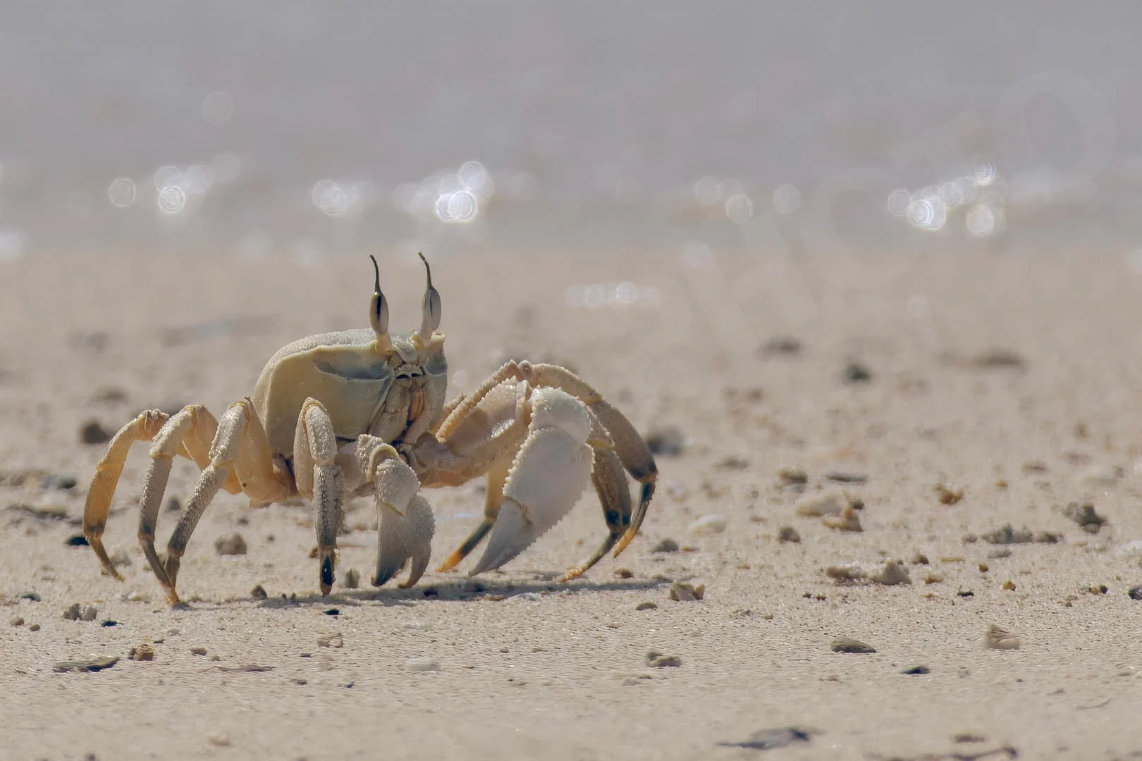 GPI_Ghost-Crab.jpg